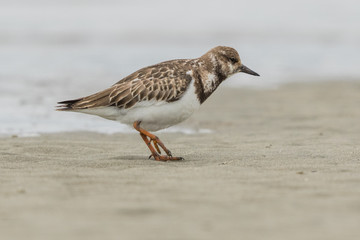 Ruddy Turnstone