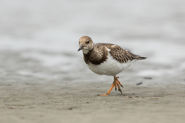 Ruddy Turnstone