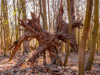 Old roots of uprooted tree in the forest