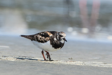 Ruddy Turnstone