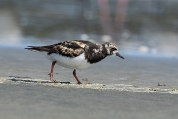Ruddy Turnstone