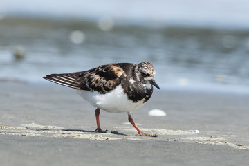 Ruddy Turnstone