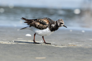 Ruddy Turnstone