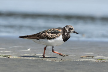 Ruddy Turnstone
