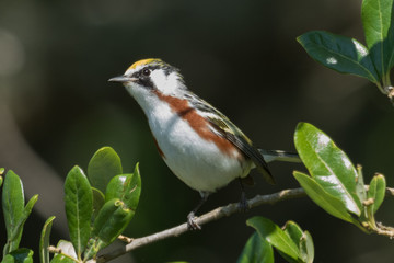 Chestnut Sided Warbler in Texas USA