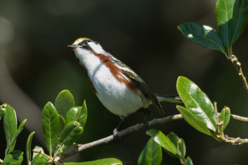 Chestnut Sided Warbler in Texas USA