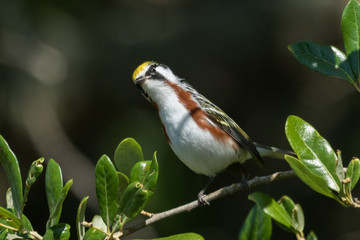 Chestnut Sided Warbler in Texas USA