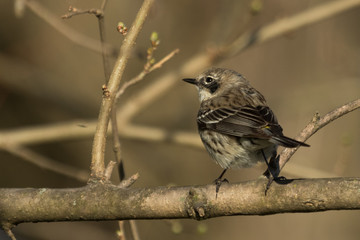 Myrtle Warbler in Pennsylvania