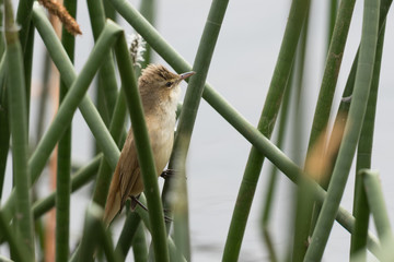Australian Reed Warbler