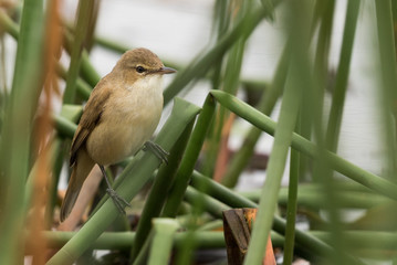Australian Reed Warbler