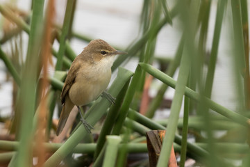 Australian Reed Warbler