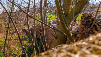 Old round bale of straw in a row at the edge of a meadow