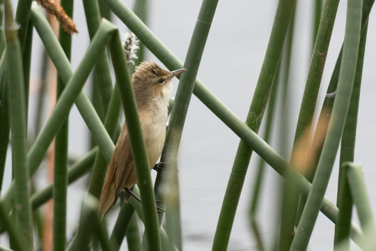 Australian Reed Warbler