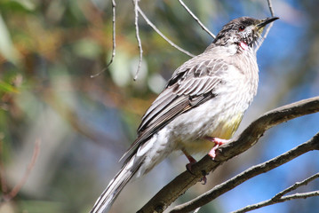 Red Wattlebird in Australia