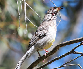 Red Wattlebird in Australia