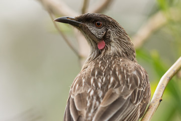 Red Wattlebird in Australia