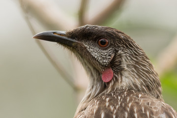 Red Wattlebird in Australia