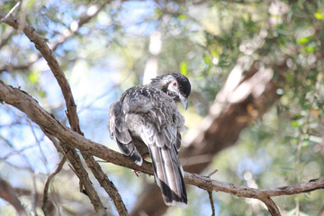 Red Wattlebird in Australia
