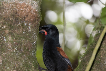 Saddleback Endemic Wattlebird of New Zealand