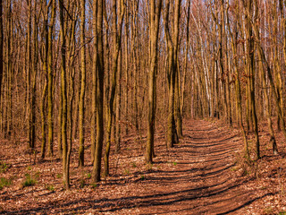Winding footpath in the forest illuminated by the sun