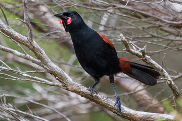 Saddleback Endemic Wattlebird of New Zealand