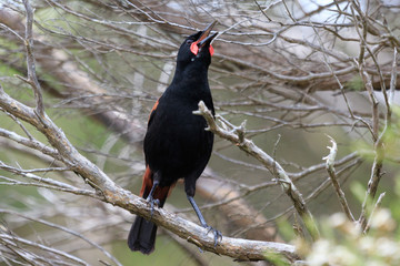 Saddleback Endemic Wattlebird of New Zealand