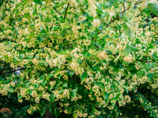 Obraz premium Linden (Tilia cordata) - beautiful flowering tree