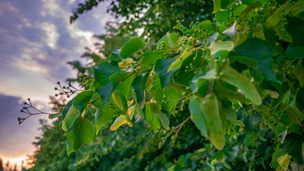 Obraz premium A branch of a linden tree (Tilia cordata) with flowers before flowering