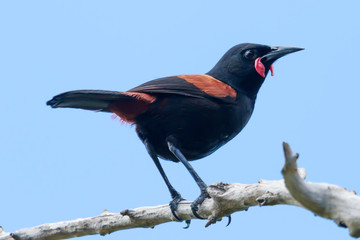Saddleback Endemic Wattlebird of New Zealand