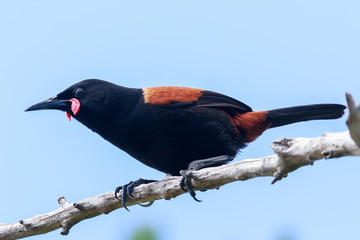 Saddleback Endemic Wattlebird of New Zealand