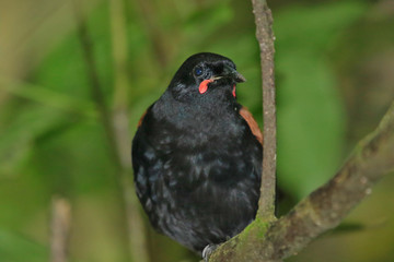 Saddleback Endemic Wattlebird of New Zealand