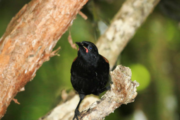 Saddleback Endemic Wattlebird of New Zealand