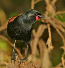 Saddleback Endemic Wattlebird of New Zealand