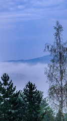 Thick morning mist in the valley - View over the top of the trees(birch and pine).