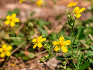 Obraz premium Creeping cinquefoil (Potentilla reptans) blooming on a dry lawn - closer look