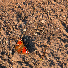The butterfly rests in the middle of a dirt road - Aglais io(The Peacock butterfly)