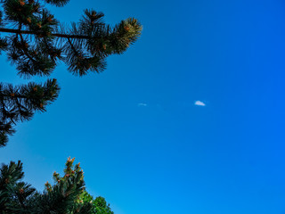 Small clouds in a dark blue sky, framed by coniferous trees