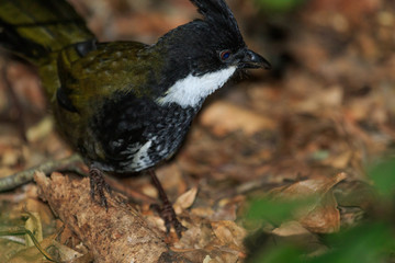 Eastern Whipbird in Australia