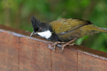 Eastern Whipbird in Australia