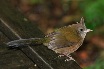 Eastern Whipbird in Australia