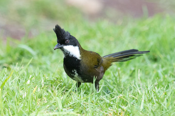Eastern Whipbird in Australia