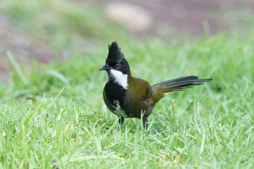 Eastern Whipbird in Australia