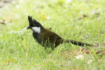 Eastern Whipbird in Australia