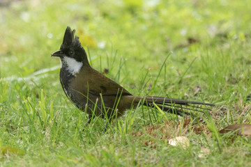 Eastern Whipbird in Australia