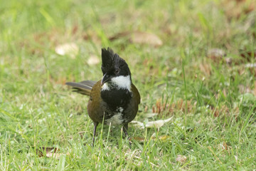 Eastern Whipbird in Australia