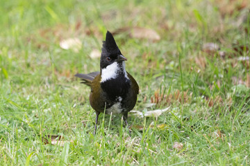 Eastern Whipbird in Australia