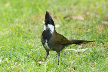 Eastern Whipbird in Australia