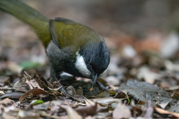 Eastern Whipbird in Australia