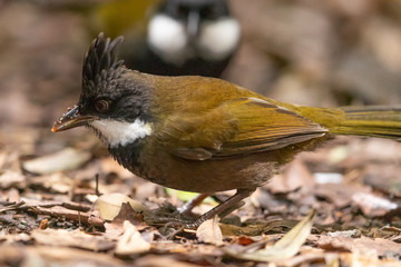 Eastern Whipbird in Australia