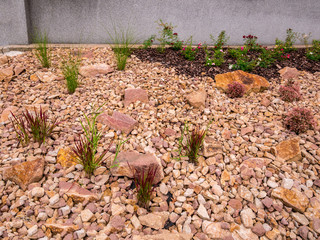 Imperata cylindrica - Japanese bloodgrass - Red Baron - Ornamental grass growing on the stone flowerbed